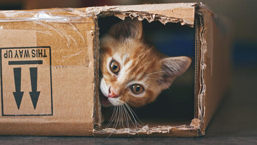 Box cat outlet